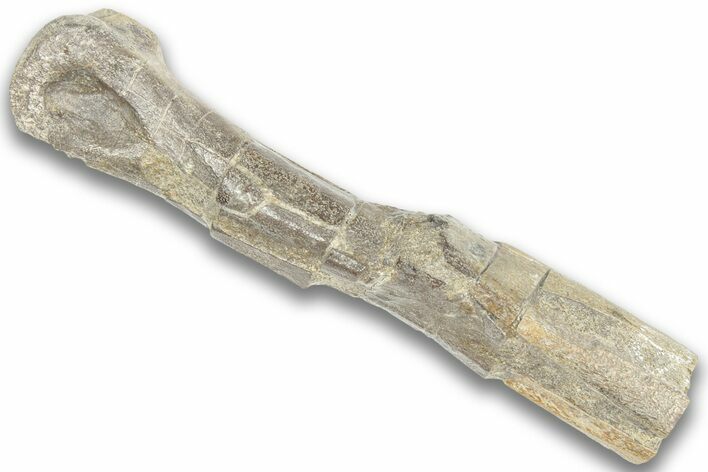 Partial Dinosaur (Struthiomimus) Metatarsal - Montana #325130